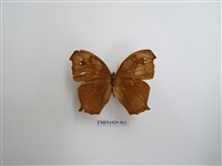 藏品(森林暮眼蝶)的圖片